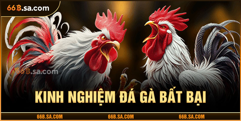 Học hỏi kinh nghiệm đá gà hay bất bại
