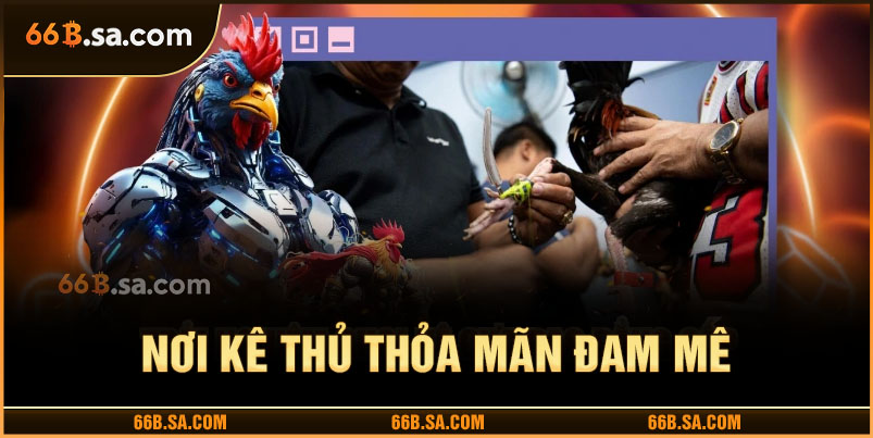 Sảnh cược đá gà 66B - Nơi kê thủ thỏa mãn đam mê